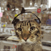 CatWithHeadphonesGIF